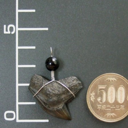 【大型】イタチザメの歯（化石）ペンダント【現品】 - 30001zhb
