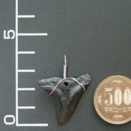 カマヒレザメの歯（化石）ペンダント【現品】 - 30002zhb