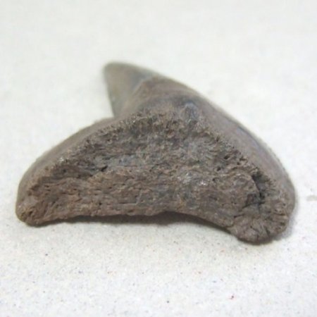 イタチザメの歯（化石）【現品】 - 30018ecb
