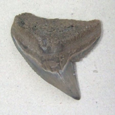 イタチザメの歯（化石）【現品】 - 30018ecb