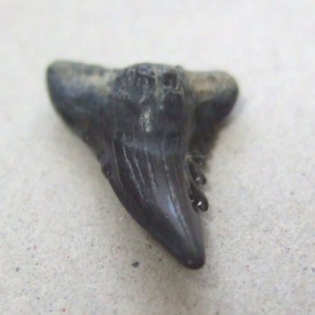カマヒレザメの歯（化石）【現品】 - 30023ecb