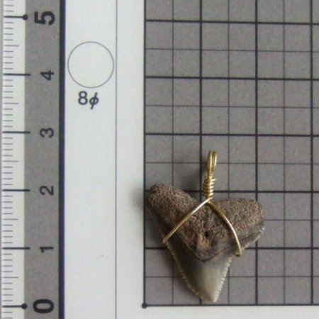 小さなサメの歯化石（メジロザメ）ペンダント【現品】 - 30109zhc