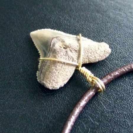 小さなサメの歯化石（メジロザメ）ペンダント【現品】 - 30109zhc