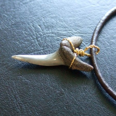 小さなサメの歯化石（ワニザメ）ペンダント【現品】 - 30125zhc