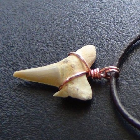 【表示現品】本物のサメの歯化石ペンダントトップ 2.7 cm - 30126zhc