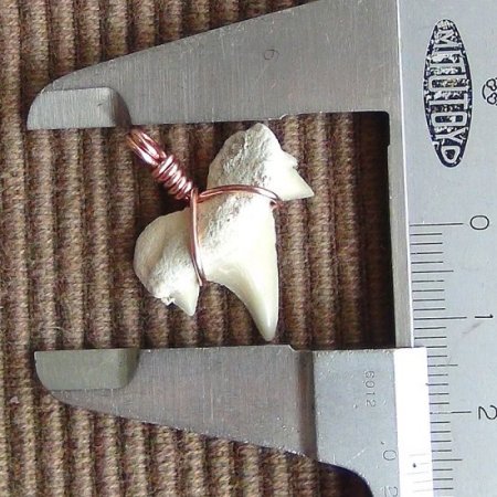 【表示現品】本物のサメの歯化石ペンダントトップ 2.4 cm - 30127zhc