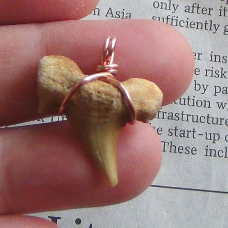 【表示現品】本物のサメの歯化石ペンダントトップ 2.5 cm - 30128zhc