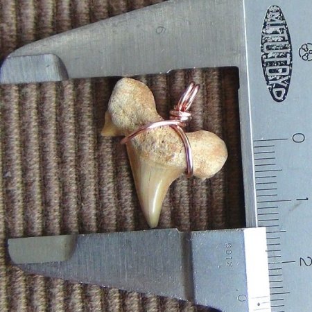 【表示現品】本物のサメの歯化石ペンダントトップ 2.5 cm - 30128zhc