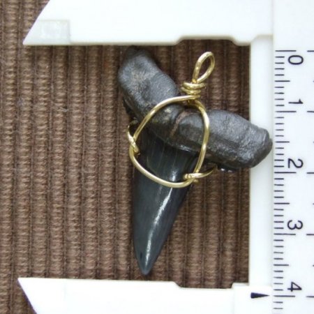 【大型】シロワニの上顎前歯（サメの歯化石）【現品】 - 30133zhb