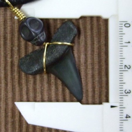 大型アオザメの歯化石 ワイヤーラップペンダント（3.4cm）【現品】 - 30144zhc