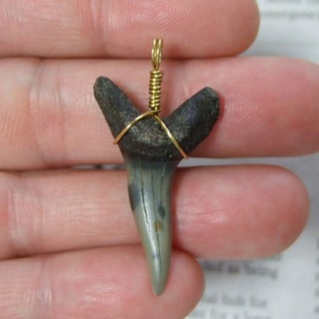 大型アオザメの歯化石 ワイヤーラップペンダント（3.5cm）【現品】 - 30148zhc