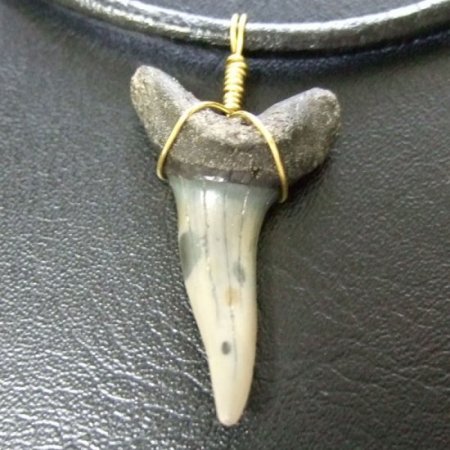 大型アオザメの歯化石 ワイヤーラップペンダント（3.5cm）【現品】 - 30148zhc