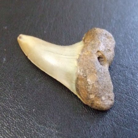 大型アオザメの歯化石 （3.7cm）【現品】 - 30191zhb
