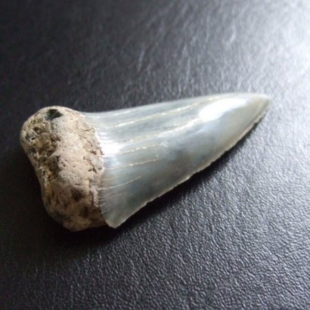 大型アオザメの歯化石 （4.2cm）【現品】 - 30200zhb