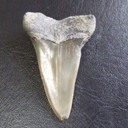 大型アオザメの歯化石 （4.6cm）【現品】 - 30201zhc