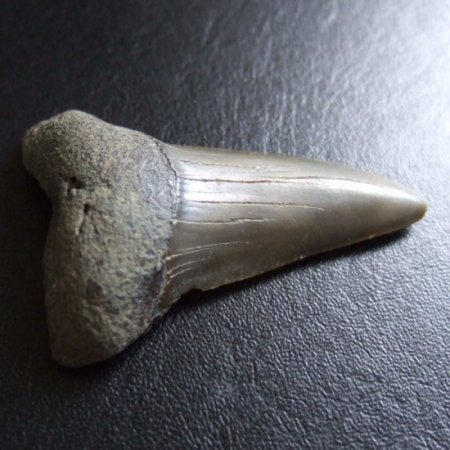 大型アオザメの歯化石 （4.6cm）【現品】 - 30201zhc