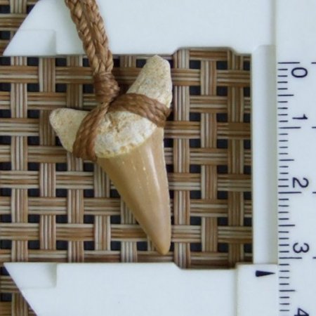 サメの歯化石 ペンダント（3.1cm）【現品】 - 30207zhc