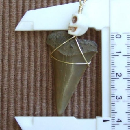 【表示現品】古代アオザメの歯化石 ワイヤーラップペンダント - 30211zhc