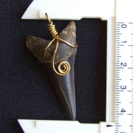 【表示現品】ビンテージ風 アオザメの歯化石 ペンダント（4.5cm） - 30257zhb