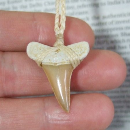 【表示現品】サメの歯化石 ペンダント - 30274zhb