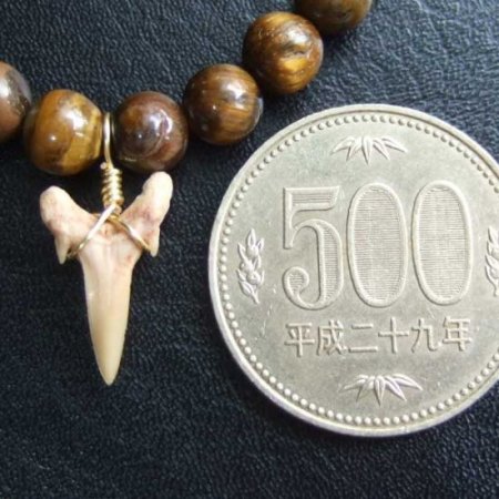 【表示現品】シロワニの仲間の歯の化石　タイガーアイビーズブレスレット - SFB-16008
