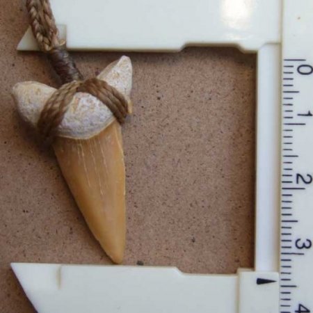 サメの歯化石 ペンダント（3.4cm）【現品】 - STF-160010