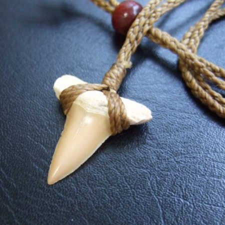 サメの歯化石 ペンダント（2.4cm）【現品】 - STF-16011