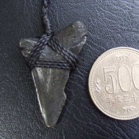 【表示現品】サメの歯化石 ペンダント - STF-16014