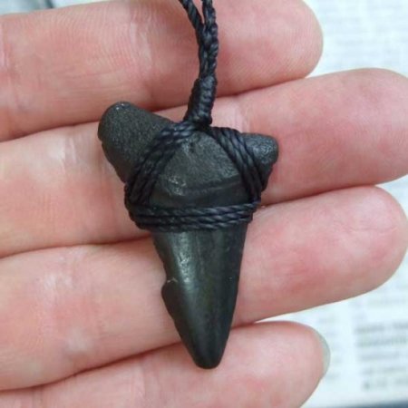 【表示現品】サメの歯化石 ペンダント - STF-16014