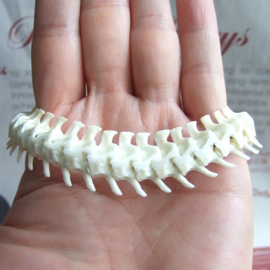 Ｌサイズヘビの骨製ブレスレット - 50061esa