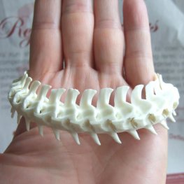 XＬサイズヘビの骨製ブレスレット - 50062esa