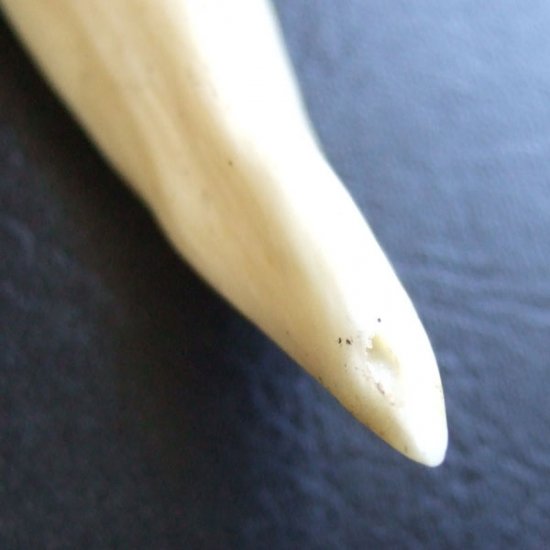 【訳あり現品】イノシシの牙ペンダント - FBT-50082