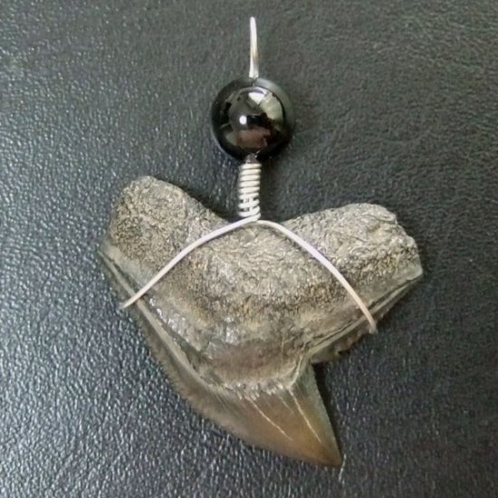 【大型】イタチザメの歯（化石）ペンダント【現品】 - 30001zhb