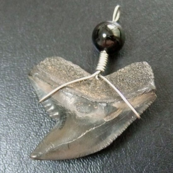 【大型】イタチザメの歯（化石）ペンダント【現品】 - 30001zhb