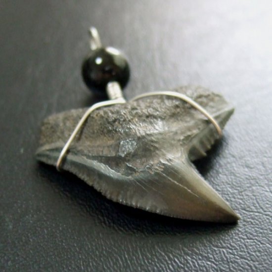 【大型】イタチザメの歯（化石）ペンダント【現品】 - 30001zhb