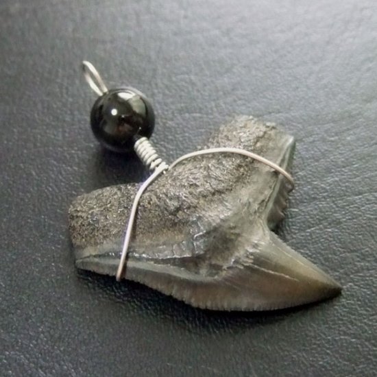 【大型】イタチザメの歯（化石）ペンダント【現品】 - 30001zhb