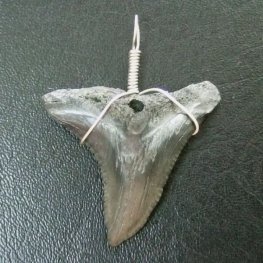 カマヒレザメの歯(化石)ペンダント【現品】 - 30002zhb  カマヒレザメの歯(化石)ペンダント【現品】 - 30002zhb