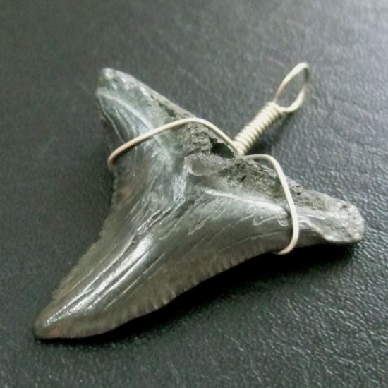 カマヒレザメの歯（化石）ペンダント【現品】 - 30002zhb