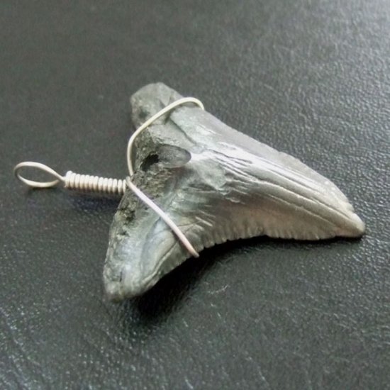 カマヒレザメの歯（化石）ペンダント【現品】 - 30002zhb