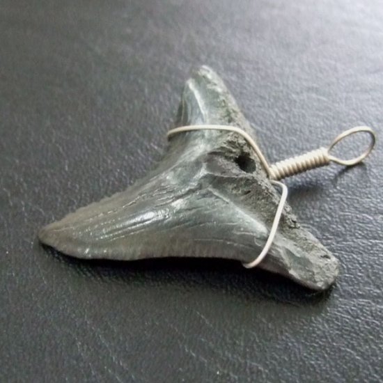 カマヒレザメの歯（化石）ペンダント【現品】 - 30002zhb