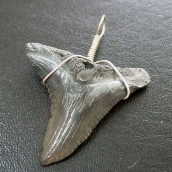 カマヒレザメの歯（化石）ペンダント【現品】 - 30002zhb