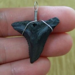 カマヒレザメの歯(化石)ペンダント【現品】 - 30002zhb  カマヒレザメの歯(化石)ペンダント【現品】 - 30002zhb
