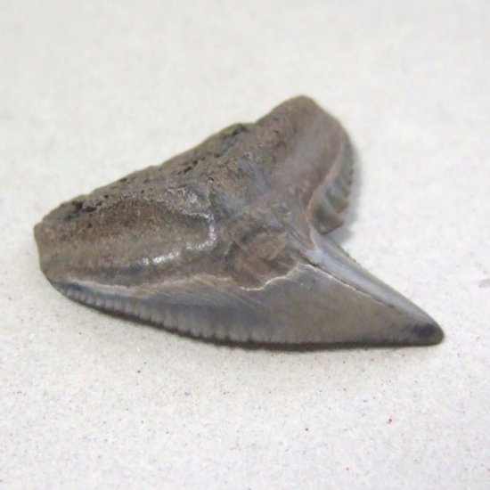 イタチザメの歯（化石）【現品】 - 30018ecb