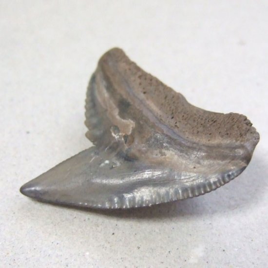 イタチザメの歯（化石）【現品】 - 30018ecb