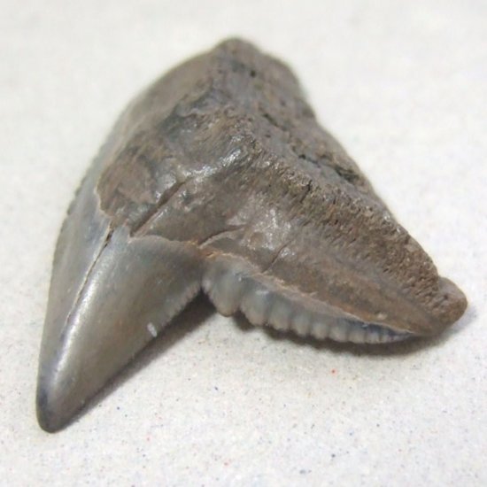 イタチザメの歯（化石）【現品】 - 30018ecb