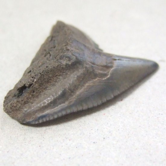 イタチザメの歯（化石）【現品】 - 30018ecb