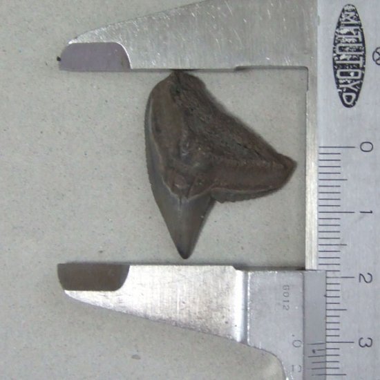 イタチザメの歯（化石）【現品】 - 30018ecb
