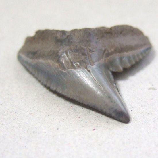 イタチザメの歯（化石）【現品】 - 30018ecb