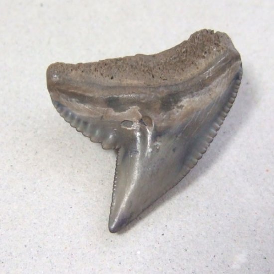 イタチザメの歯（化石）【現品】 - 30018ecb