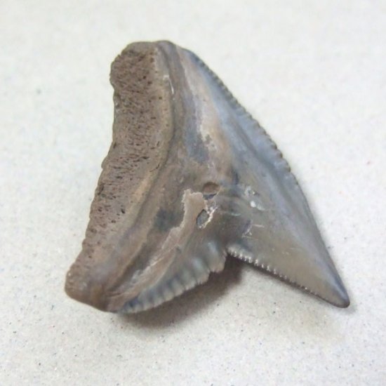 イタチザメの歯（化石）【現品】 - 30018ecb
